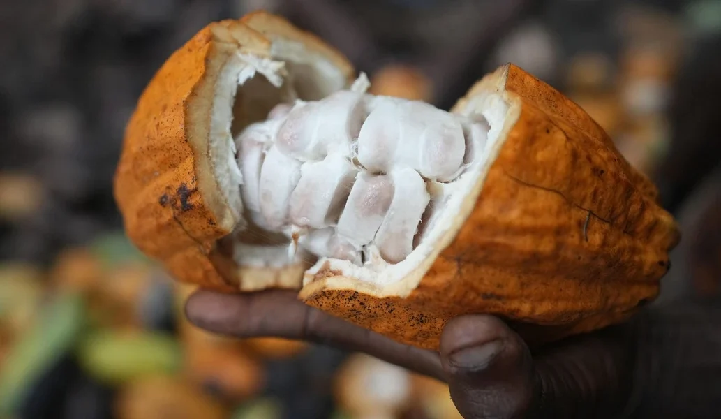 Cocoa grown illegally in a Nigerian rainforest heads to companies that supply major chocolate makers