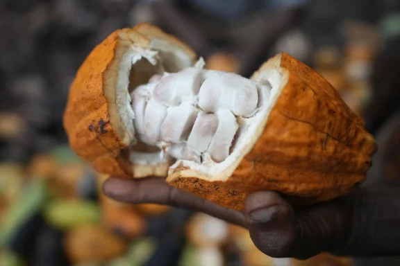 Cocoa grown illegally in a Nigerian rainforest heads to companies that supply major chocolate makers