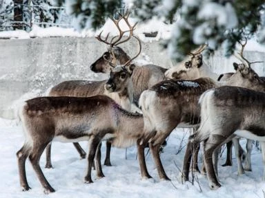 Post-flight feast: Study suggests reindeer vision evolved to spot favorite food