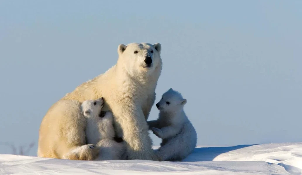 Sweater that mimics polar bear fur may keep you warm in extreme cold