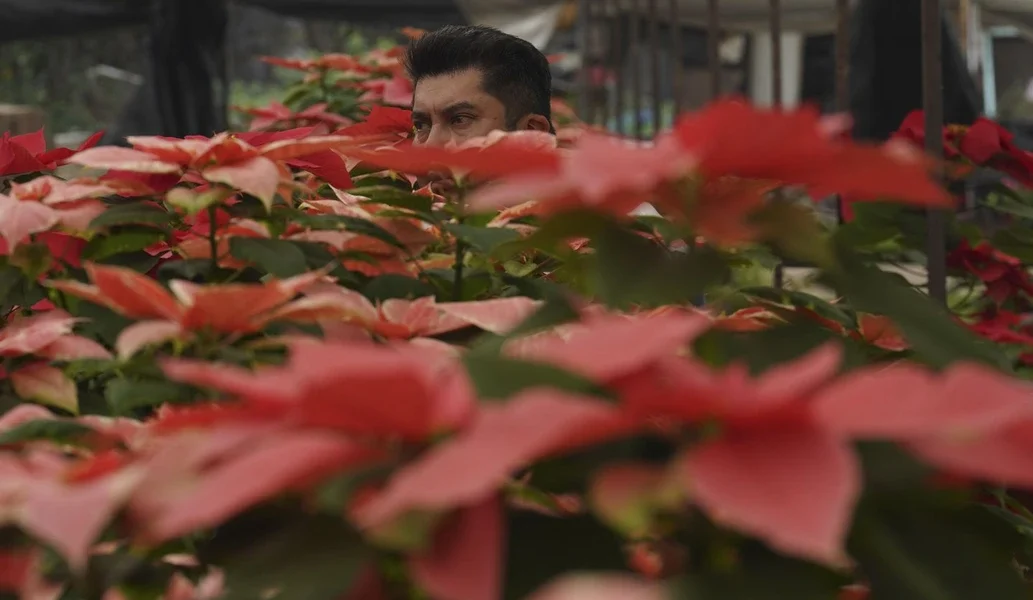 The poinsettia by any other name? Try 'cuetlaxochitl' or 'Nochebuena'