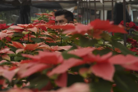 The poinsettia by any other name? Try 'cuetlaxochitl' or 'Nochebuena'