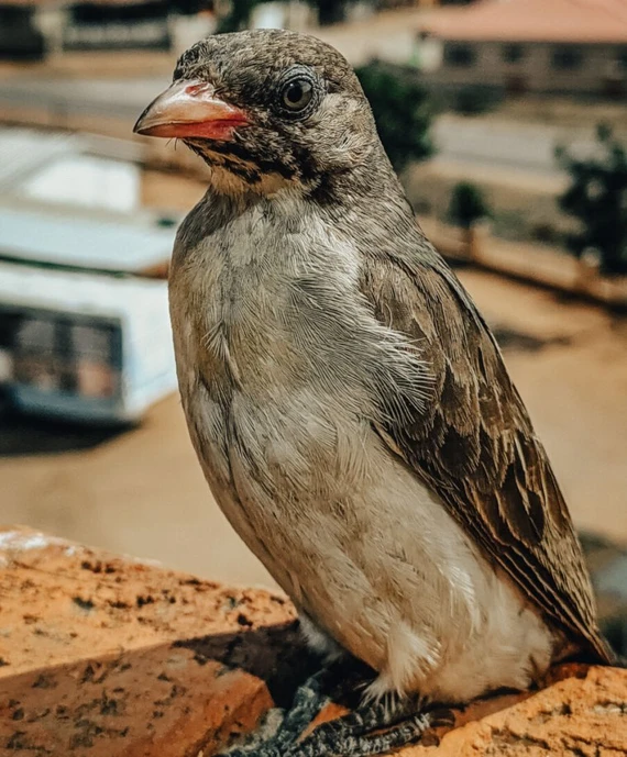 This bird is like a GPS for honey