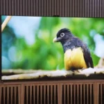 The 5 best OLED TVs for 2024